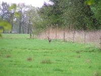 Klik op de foto voor groter formaat